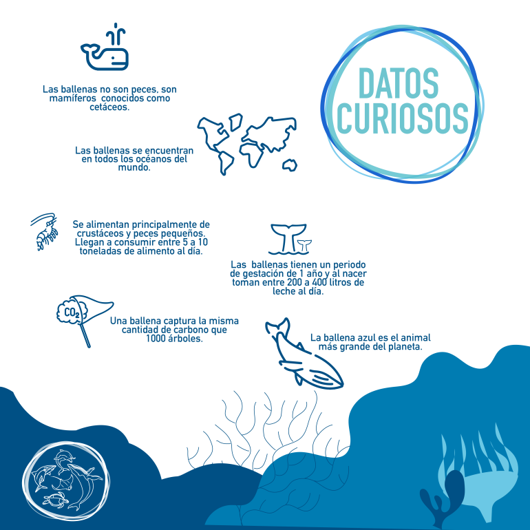 infografía ballena