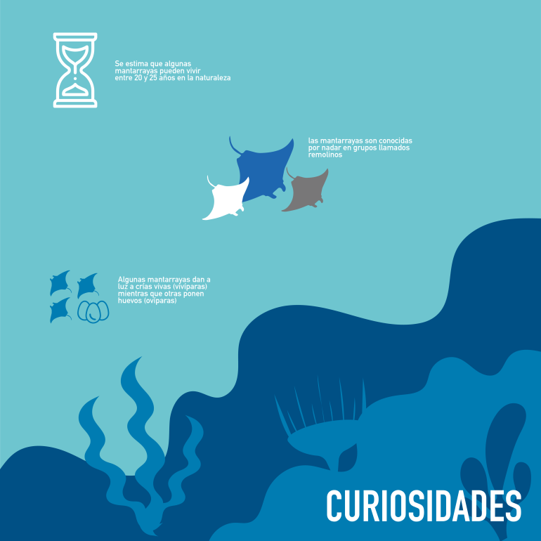 infografía mantarraya