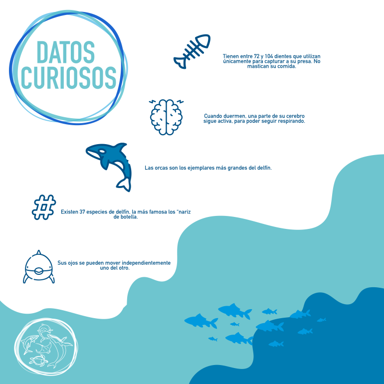 infografía delfines