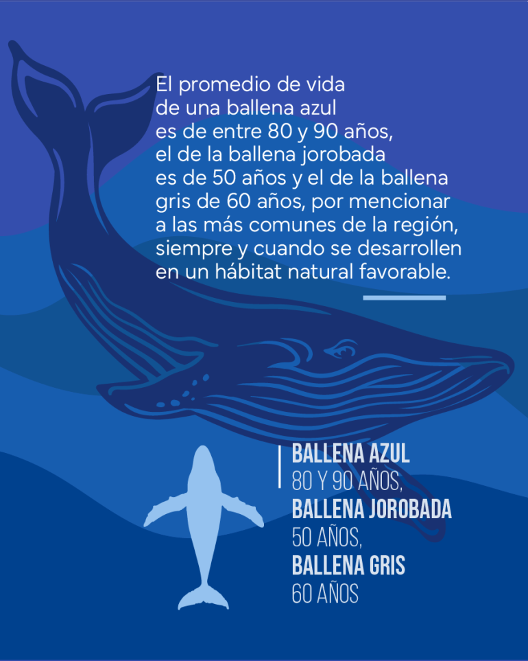Flyer sobre el promedio de vida de diferentes especies de ballena