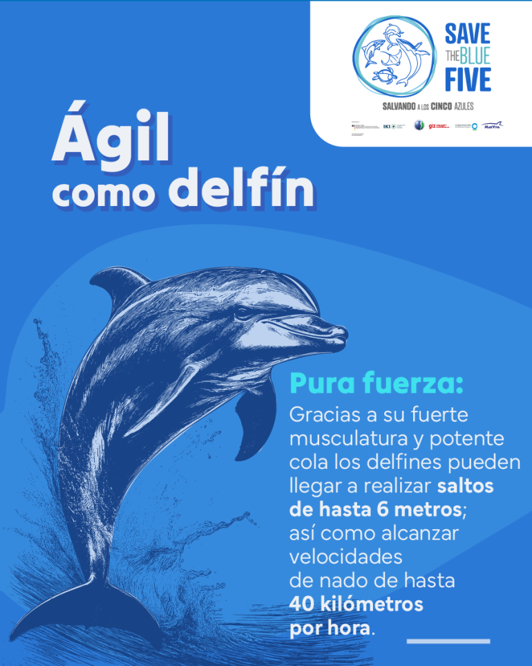 Ágil como el delfín: flyer sobre la fuerza que tienen los delfines en su cola y su musculatura