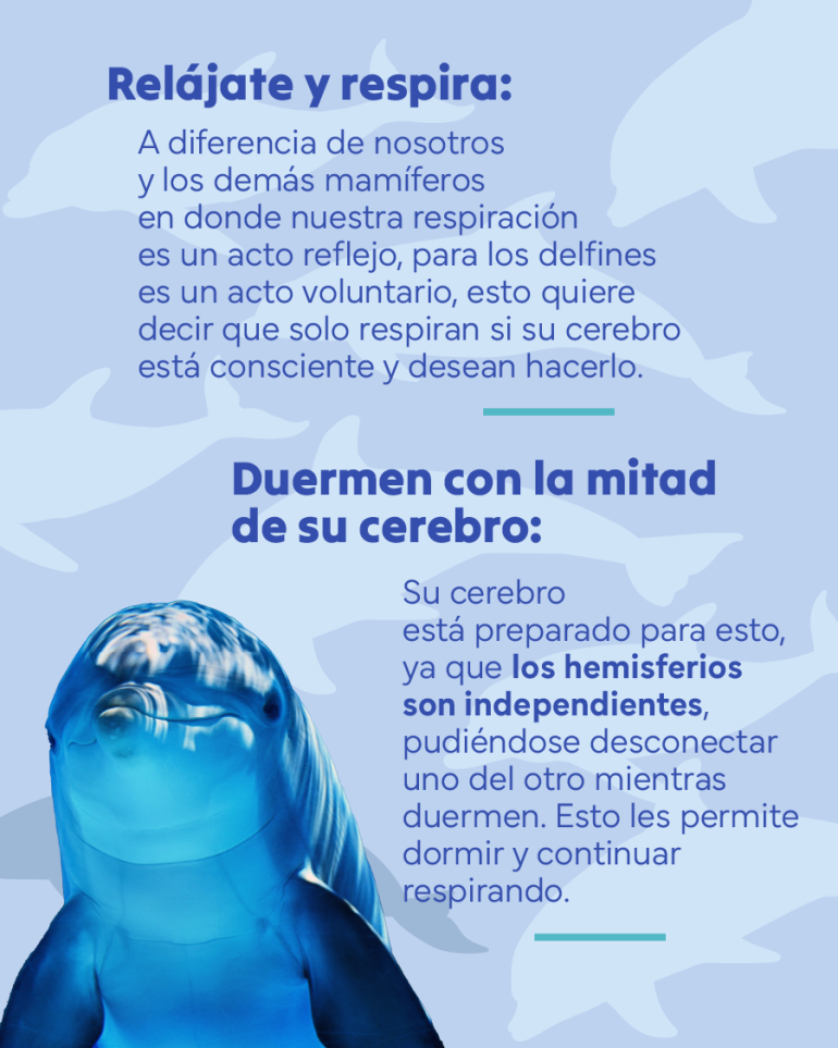flyer sobre la respiración y uso del cerebro de los delfines