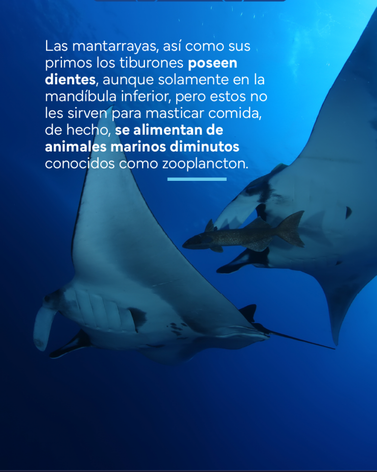 flyer sobre los dientes de las mantarrayas