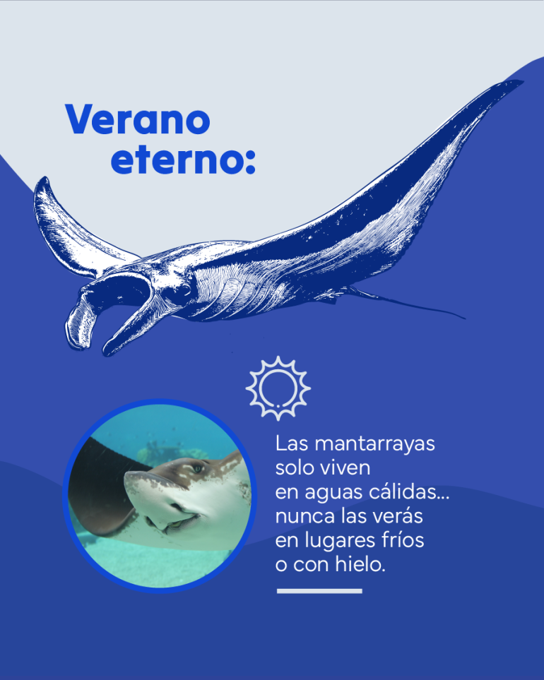 flyer sobre las mantarrayas que sólo viven en aguas cálidas