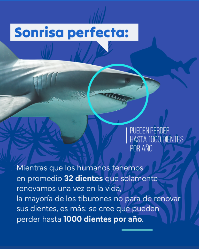 Flyer sobre los dientes de los tiburones