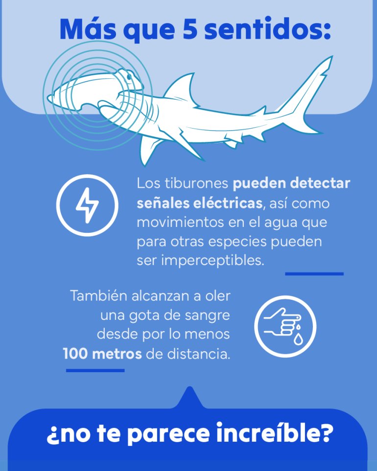 flyer sobre los sentidos de los tiburones
