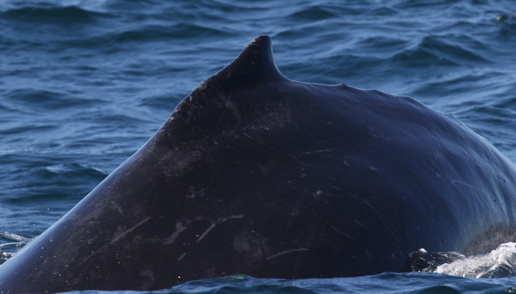 Aleta de ballena