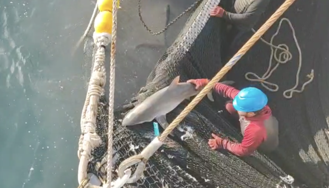 Rescate de tiburón