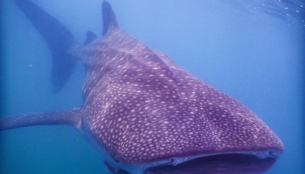 Tiburón ballena en el mar