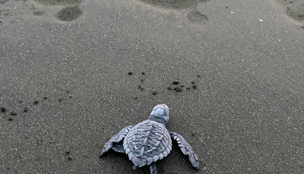 Intercambio de experiencias sobre conservación de tortugas marinas