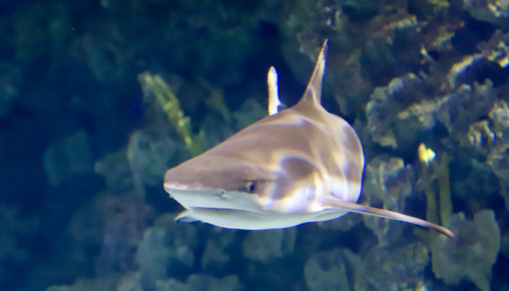 Tiburón en fondo marino