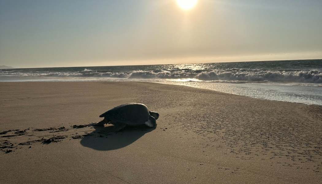 Tortuga marina bebé caminando hacia la orilla de la playa