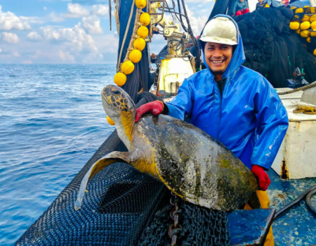 Liberacion de tortugas