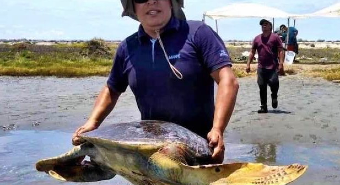 David Sarmiento liberando una tortuga marina