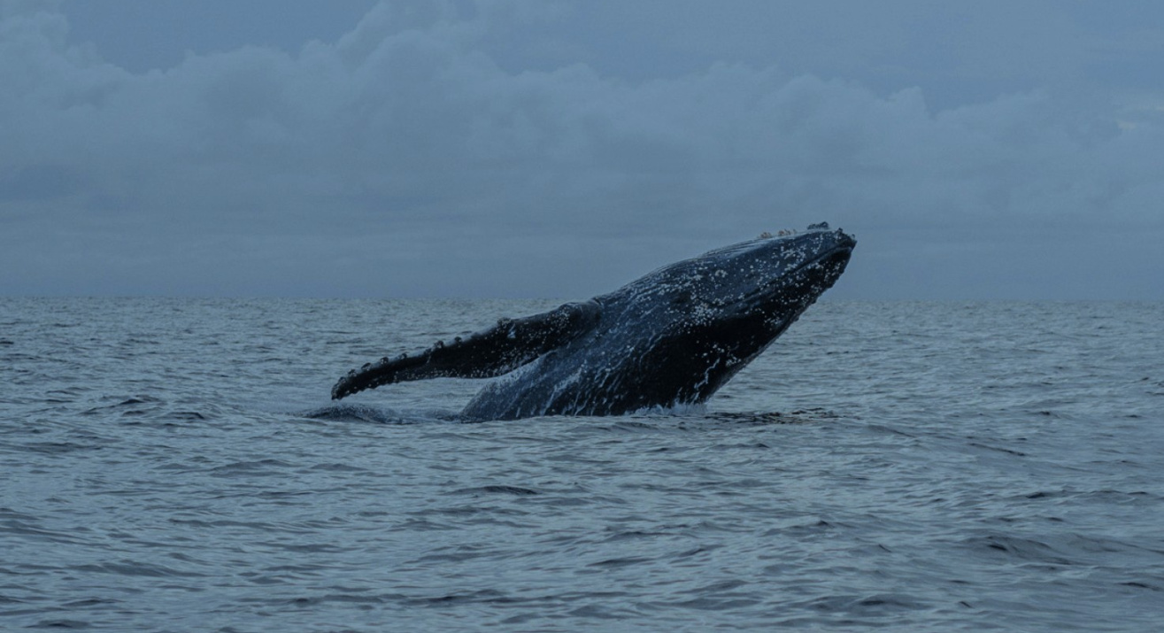 Ballena jorobada Megaptera novaeangliae