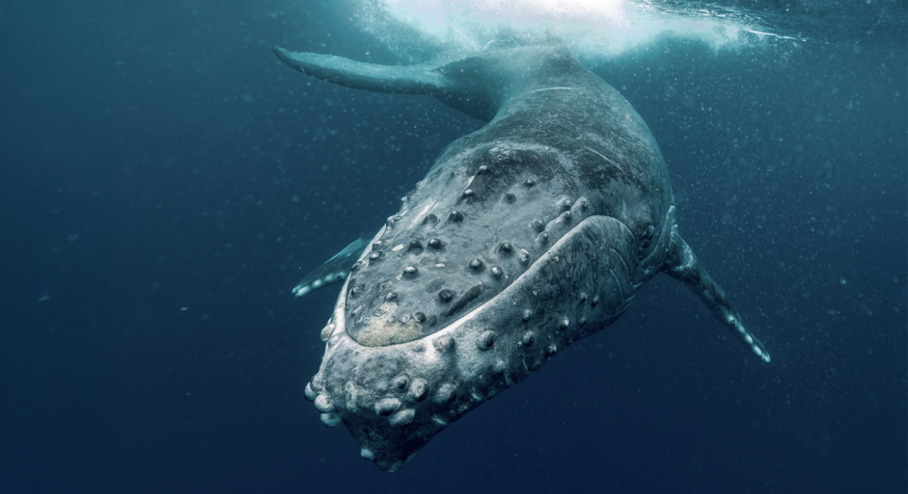 Ballena