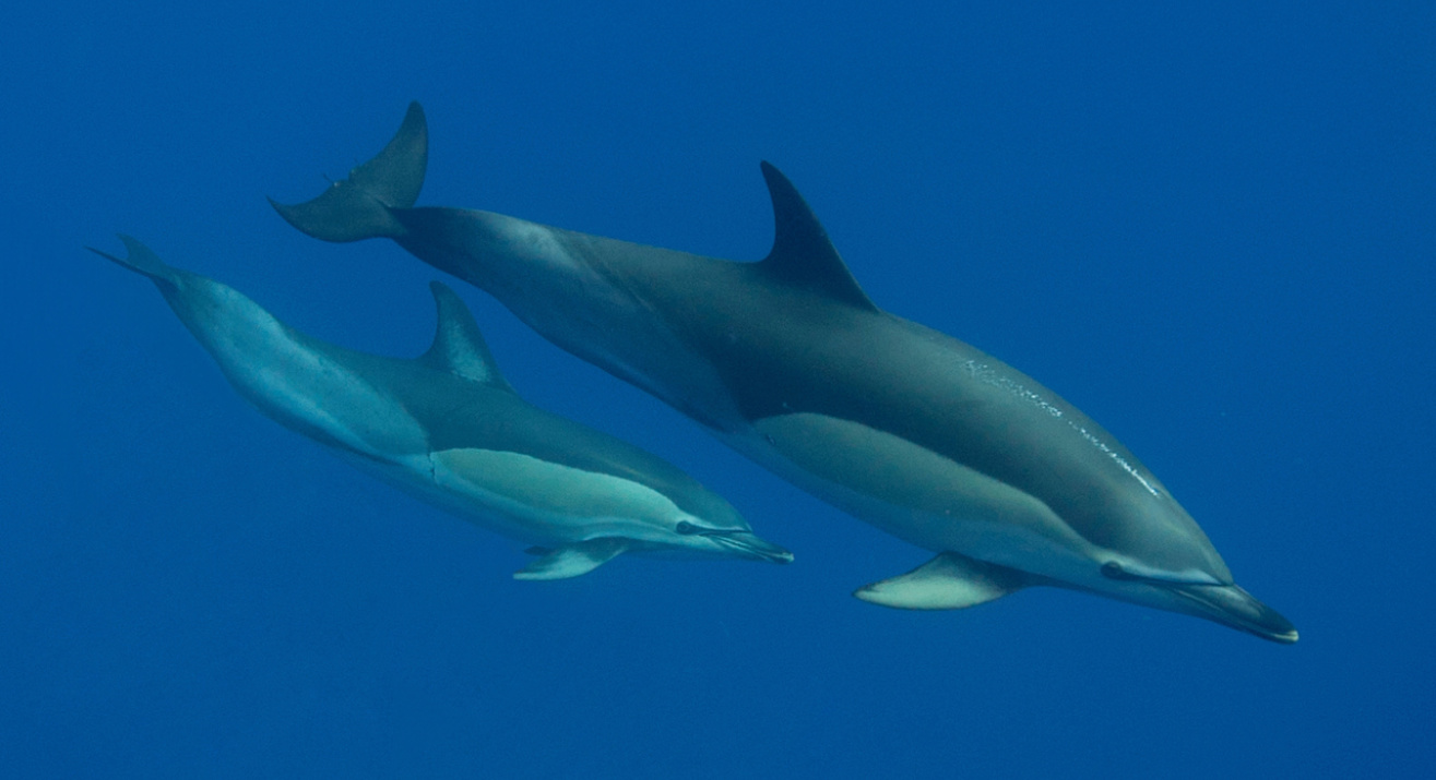 Delfines