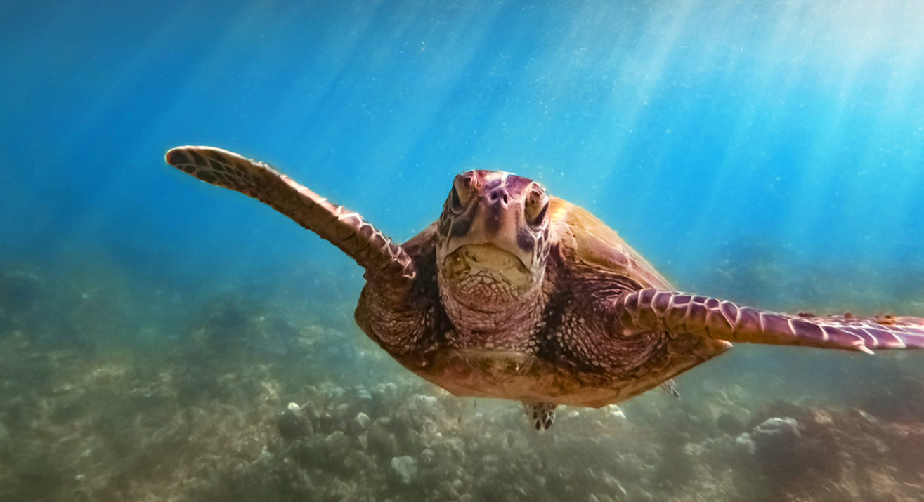 Tortuga