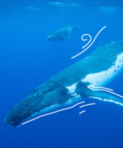 Ballenas