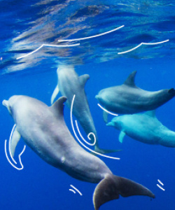 Delfines