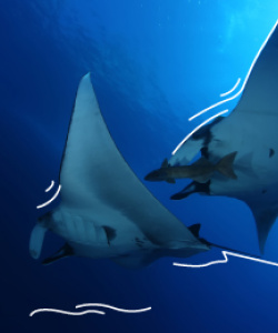 Mantarraya