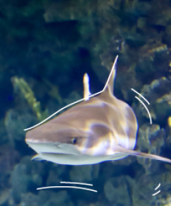 Tiburon