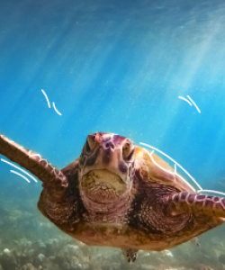 Tortuga