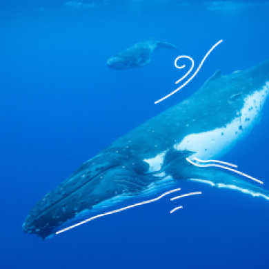 Ballenas