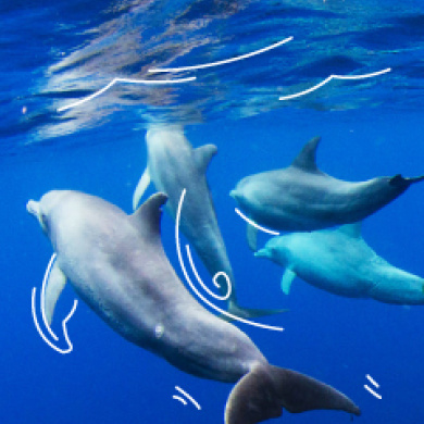 Delfines