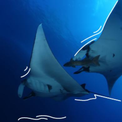 Mantarraya