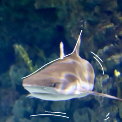 Tiburon