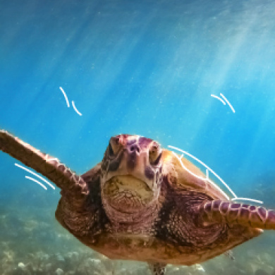 Tortuga